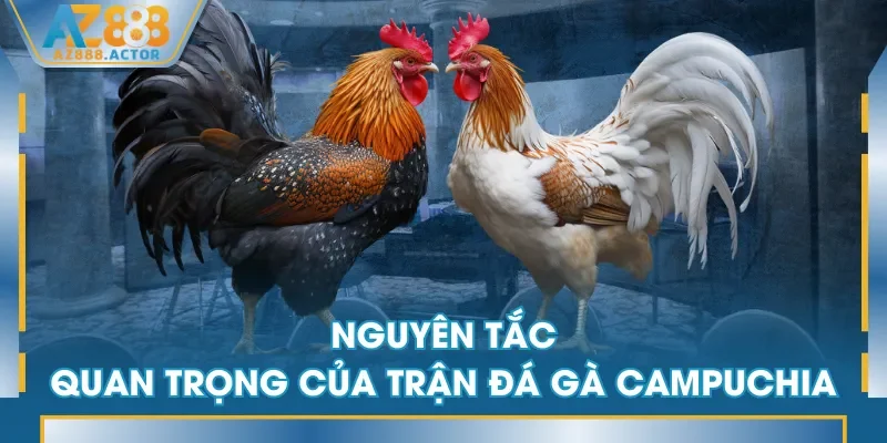 Nguyên tắc quan trọng của trận đá gà Campuchia Nguyên tắc quan trọng của trận đá gà Campuchia
