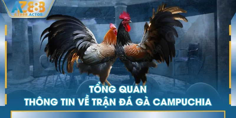 Tổng quan thông tin về trận đá gà Campuchia Tổng quan thông tin về trận đá gà Campuchia